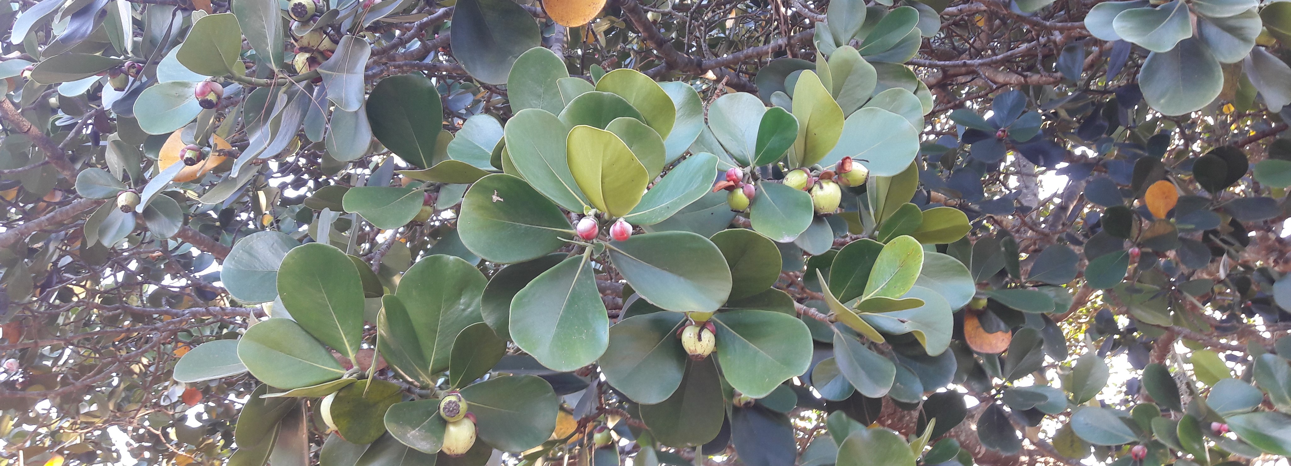 Sistema de Información Territorial